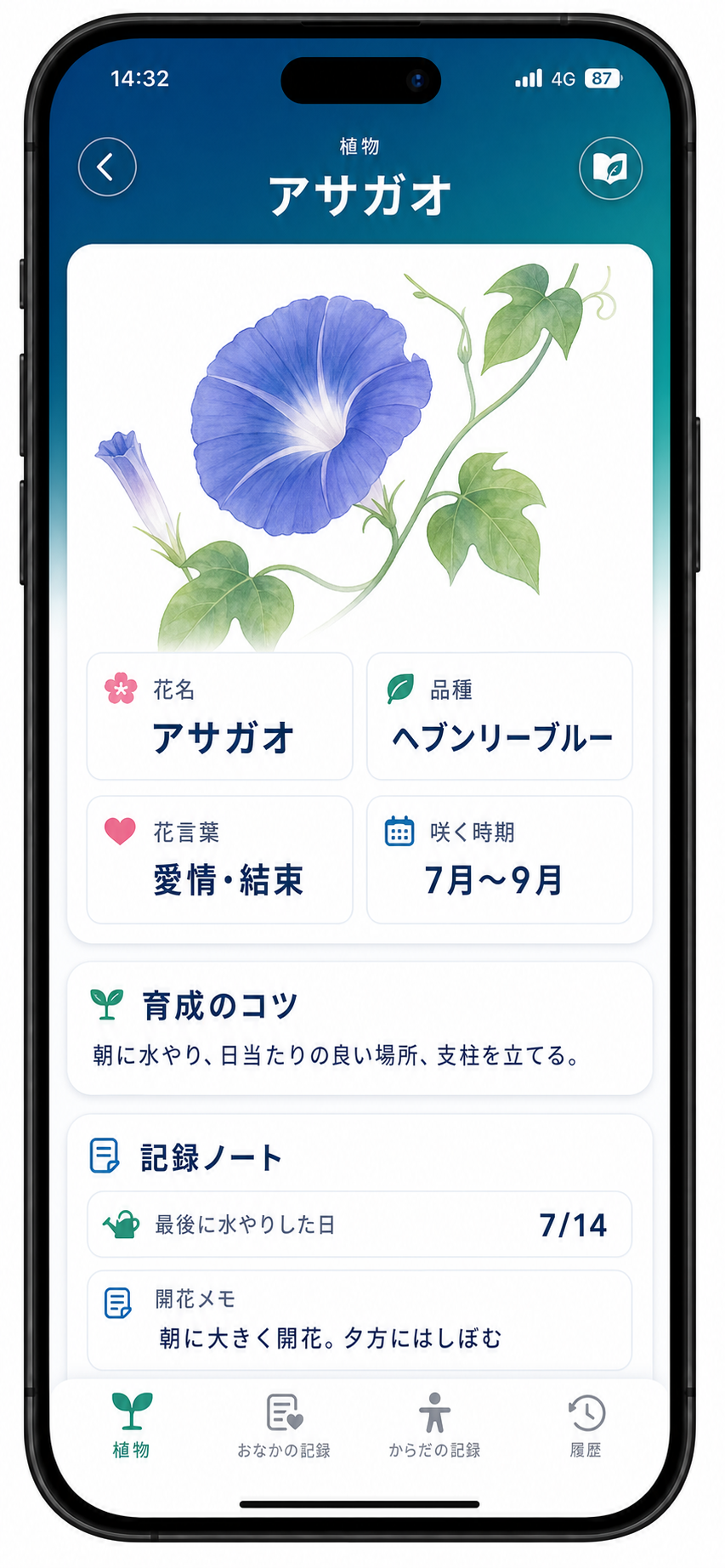 花の詳細（アサガオ）